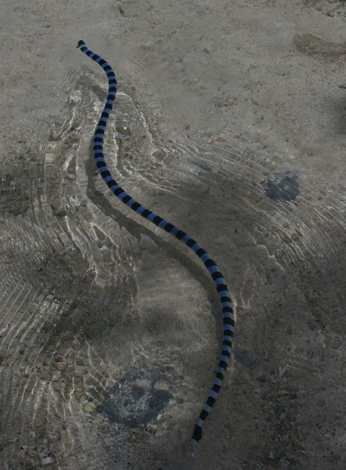 Laticauda laticaudata,  Vanuatu